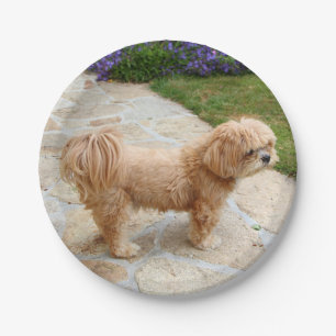 Red Lhasa Apso dog Paper Plate
