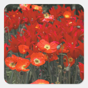 Red Like Your Tulips Square Sticker