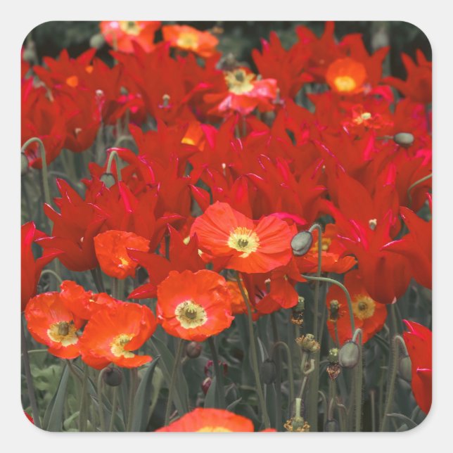 Red Like Your Tulips Square Sticker (Front)