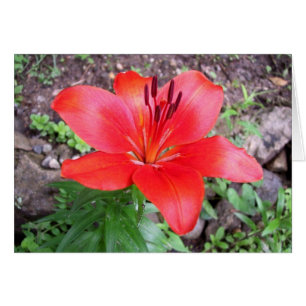 Red Lilie 1