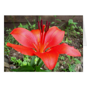 Red Lilie 2