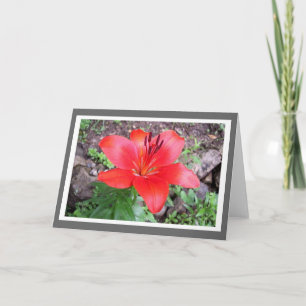 Red Lilie 3 Card