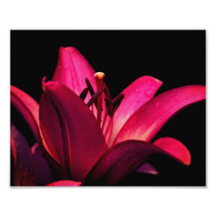 Red Lily Flower Close Up 8x10 Photo Print