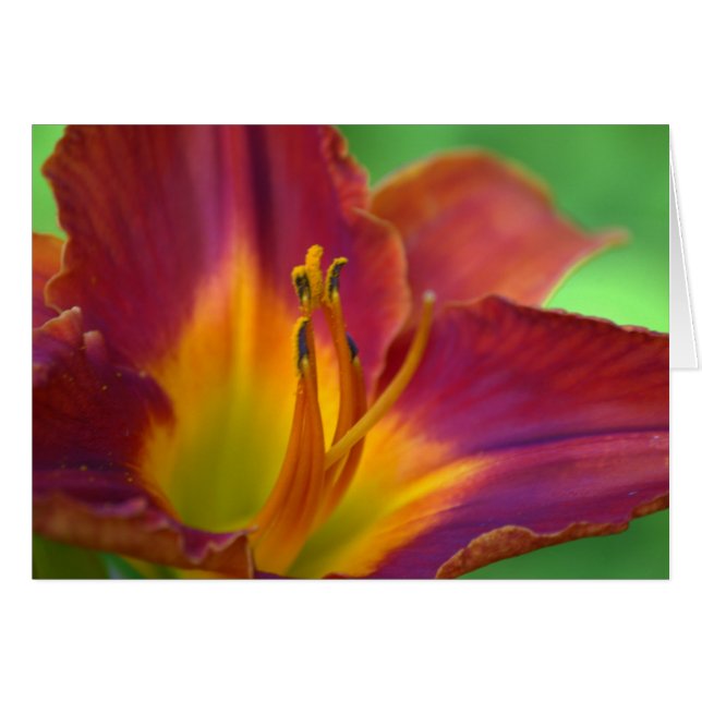 Red Lily Flower Close Up Note Card (Front Horizontal)