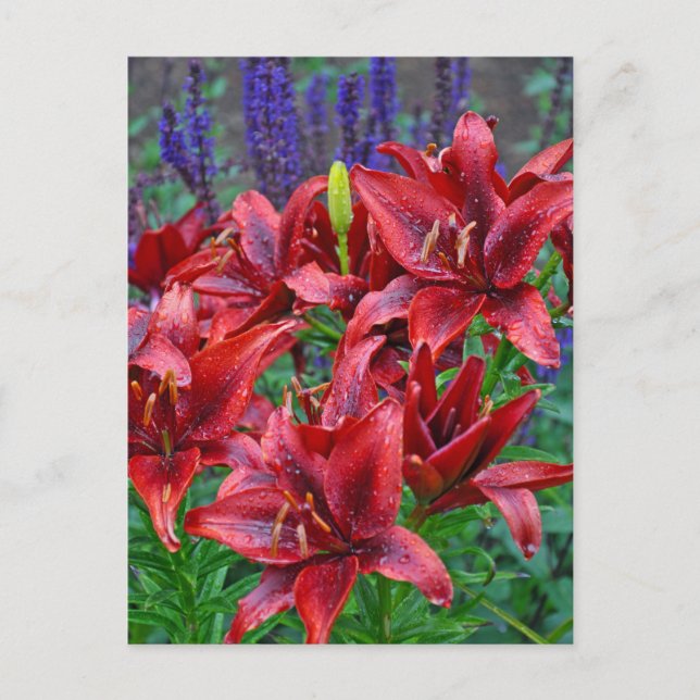 Red lily flowers postcard (Front)