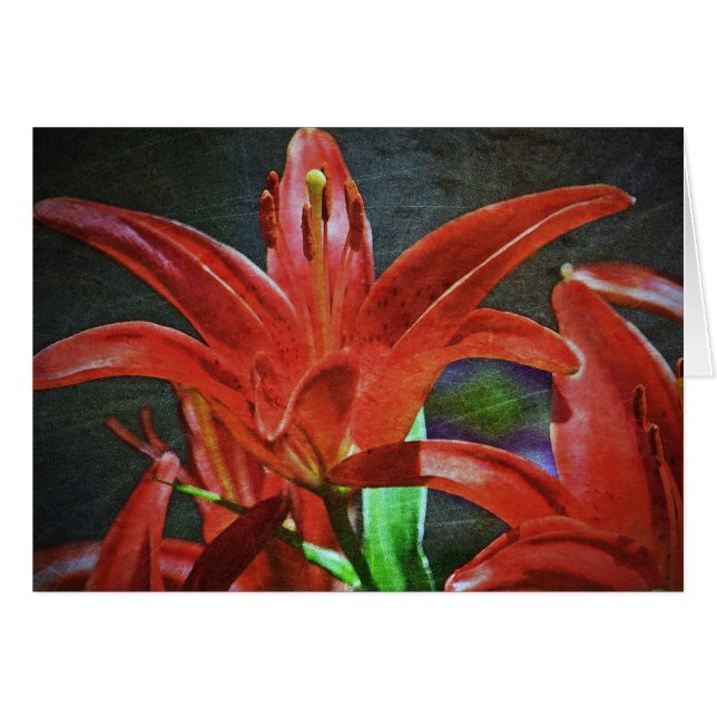 Red Lily Textured by Shirley Taylor (Front Horizontal)