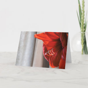 Red Lion Amaryllis Flower New Year's Card