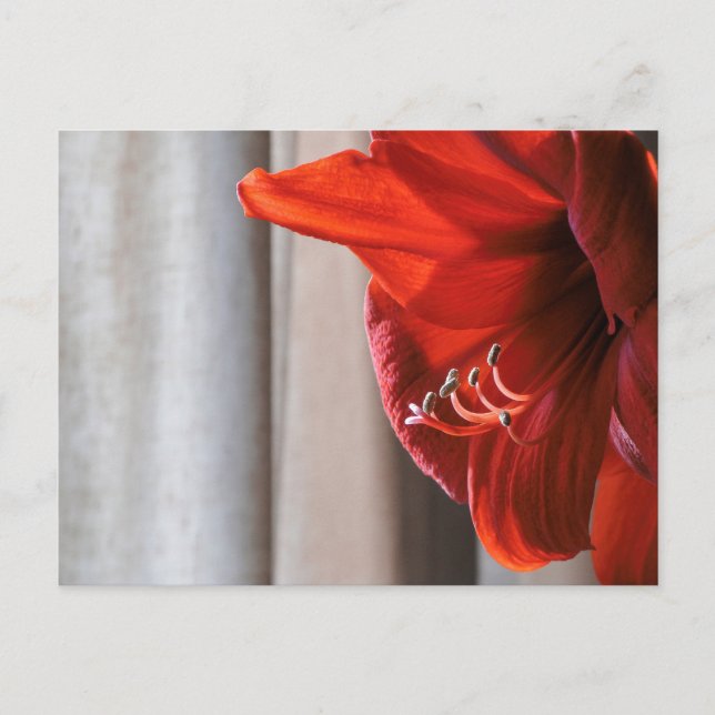 Red Lion Amaryllis Flower Photo Postcard (Front)