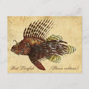 Red Lionfish Postcard