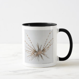Red lionfish (Pterois volitans) Mug