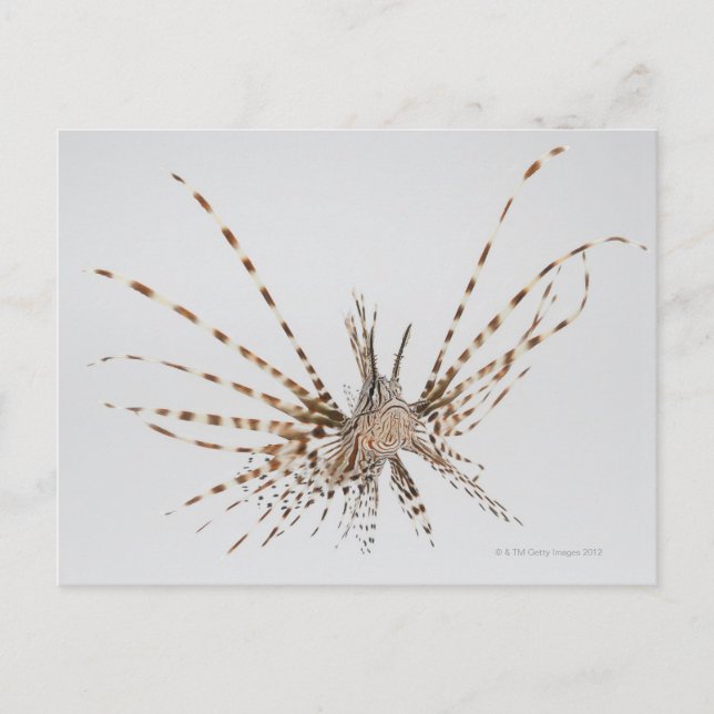 Red lionfish (Pterois volitans) Postcard (Front)