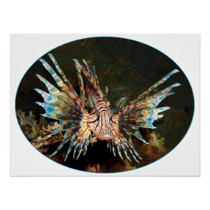 Red Lionfish, Raja Ampat - Photographic design Poster