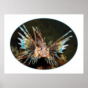 Red Lionfish, Raja Ampat - Photographic design    Poster