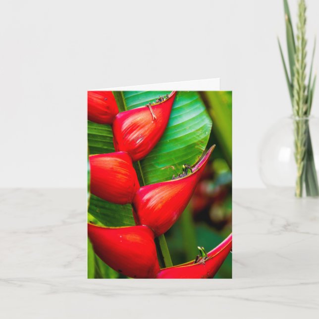 Red Lobster Claw Heliconia, Kauai, Hawaii Note Card (Front)