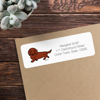 Red Long Haired Dachshund 1
