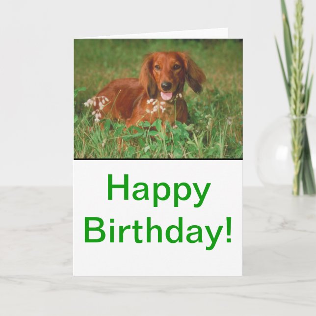 Red Long Haired Dachshund Card (Front)