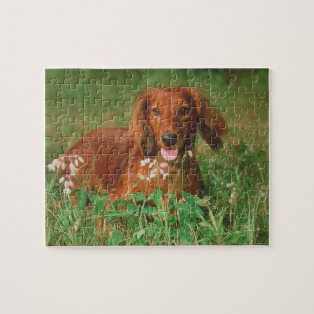 Red Long Haired Dachshund Dog Puzzle (Horizontal)