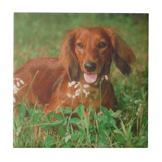 Red Long Haired Dachshund Tile (Front)