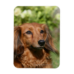 Red Long-haired Miniature Dachshund Magnet