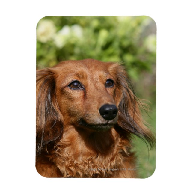 Red Long-haired Miniature Dachshund Magnet (Vertical)