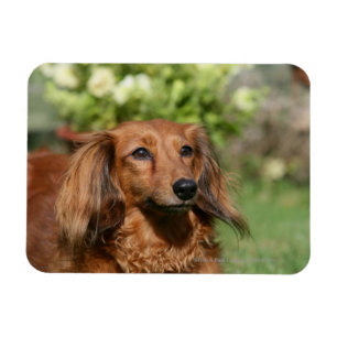 Red Long-haired Miniature Dachshund Magnet