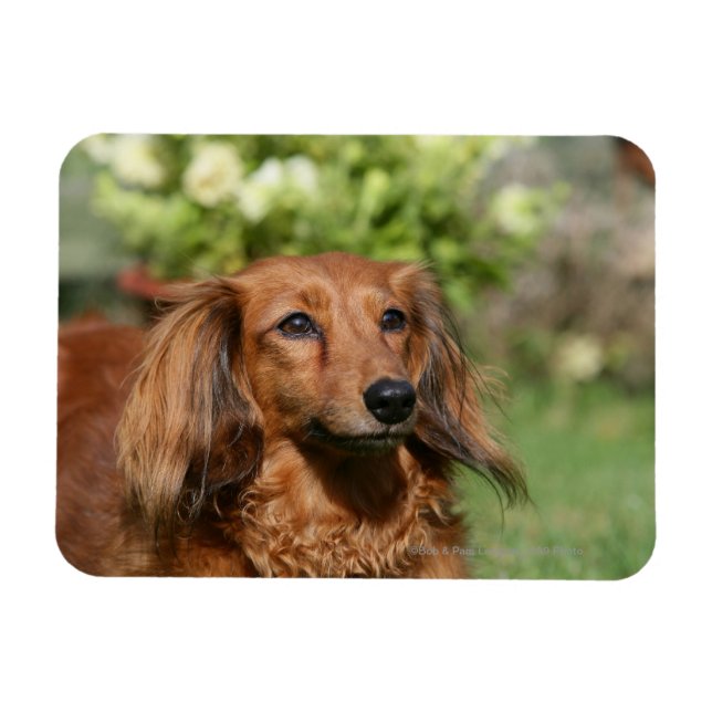 Red Long-haired Miniature Dachshund Magnet (Horizontal)