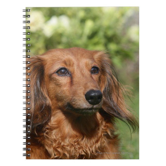 Red Long-haired Miniature Dachshund Notebook (Front)