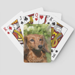 Red Long-haired Miniature Dachshund Playing Cards