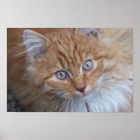 Red Long-haired Tabby Cat Looking Up