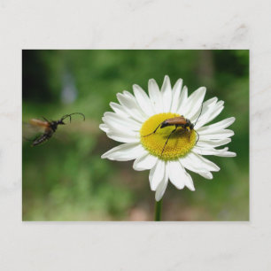 Red Longhorn Beetle Postcard