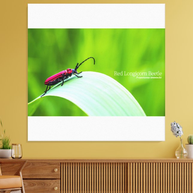Red Longicorn Beetle and green background Canvas Print (Insitu(LivingRoom))