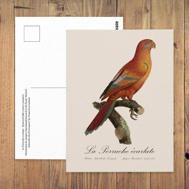 Red Lory or Eos Bornea, Trichoglossus borneus Postcard (Red Lory or Eos Bornea, Trichoglossus borneus. Postcard)