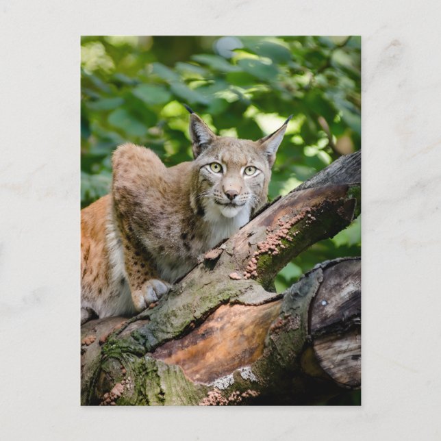 Red Lynx In Jungle  Postcard (Front)
