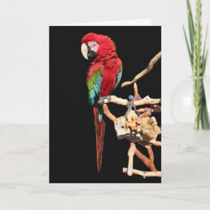 Red Macaw Card for Any Occasion
