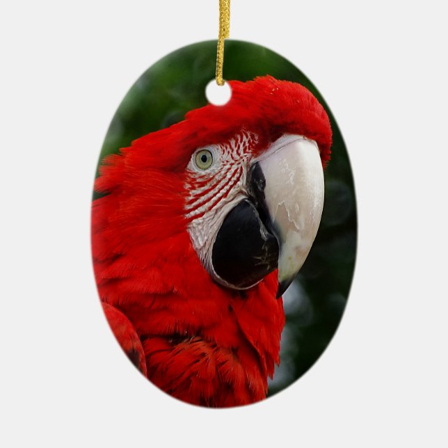 Red Macaw Ceramic Tree Decoration (Front)