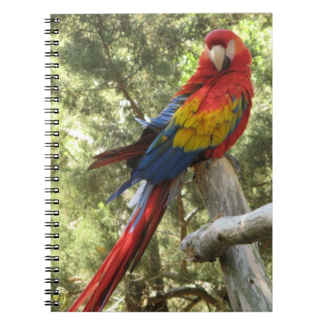 Red Macaw Parrot Bird Colourful Tropical Notebook (Front)