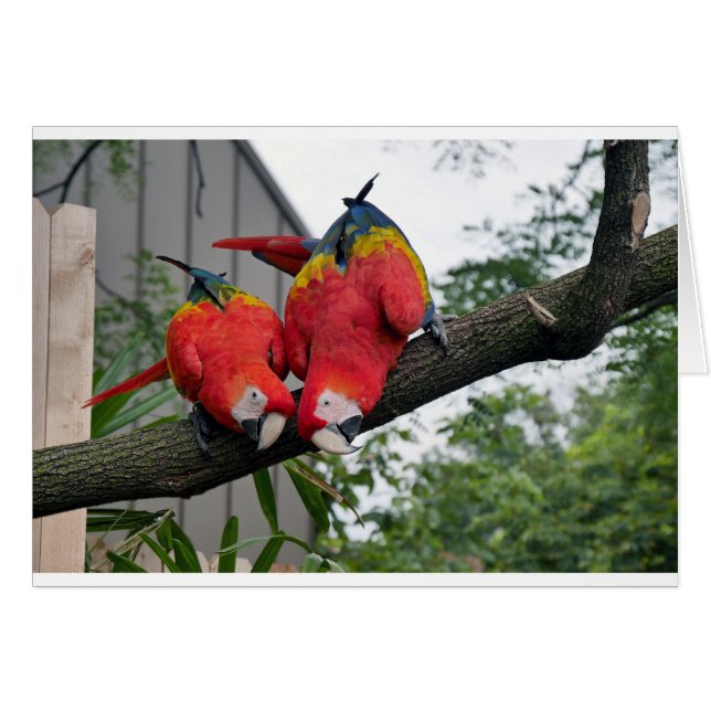 Red Macaws 1.JPG (Front Horizontal)