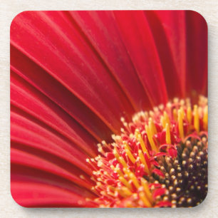 Red Macro Gerbera Daisy Flower Coaster