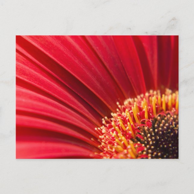 Red Macro Gerbera Daisy Flower Postcard (Front)