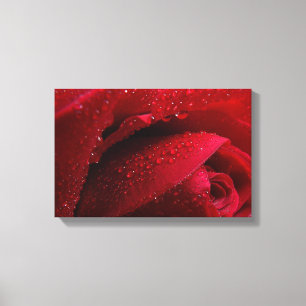Red Macro Rose with Water Droplets Canvas Print