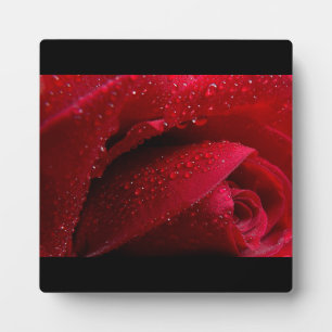 Red Macro Rose with Water Droplets Plaque
