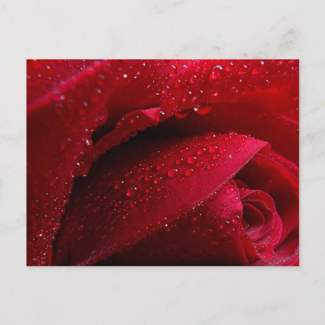 Red Macro Rose with Water Droplets Postcard (Front)