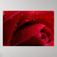 Red Macro Rose with Water Droplets