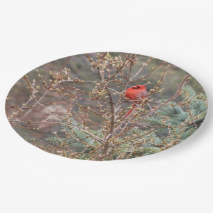 Red Male Cardinal on Forsythia Hedge Paper Plate