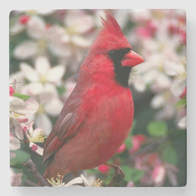 Red Male Cardinal Stone Coaster (Front)