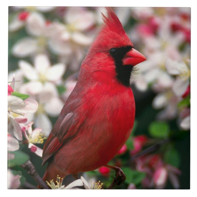 Red Male Cardinal Tile (Front)