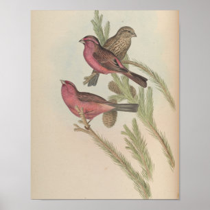 Red-Mantled Grosbeak by John Gould Print