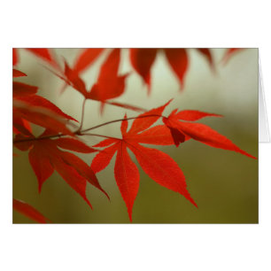 Red Maple