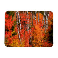 Red Maple (Acer Rubra) And Aspens