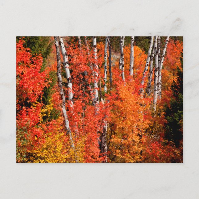 Red Maple (Acer Rubra) And Aspens Postcard (Front)